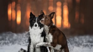 Illustration : 20 photos de Border Collies superbement mises en scène par leur maîtresse