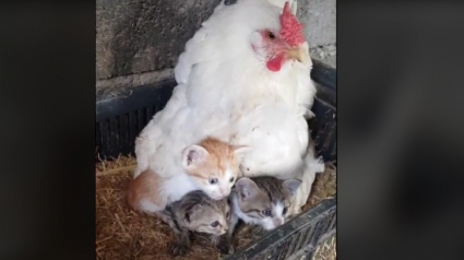 Illustration : Un homme découvre avec surprise l’une de ses poules couvant et protégeant 3 chatons orphelins (vidéo)