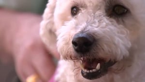 Illustration : Un cambrioleur arrêté après avoir été surpris par le Bichon Maltais d’un vétéran des forces spéciales