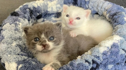 Illustration : Des chatons nés pendant la tempête hivernale au Texas s’efforcent de s’accrocher à la vie (vidéo)