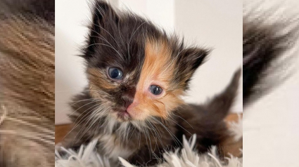 Illustration : Un chaton chimère retrouvé avec sa soeur attend un foyer d'ici 6 semaines