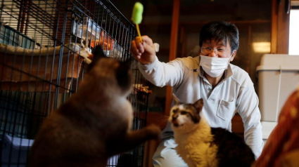 Illustration : Depuis la catastrophe nucléaire de Fukushima, cet homme passe sa vie à sauver les chats abandonnés sur le site