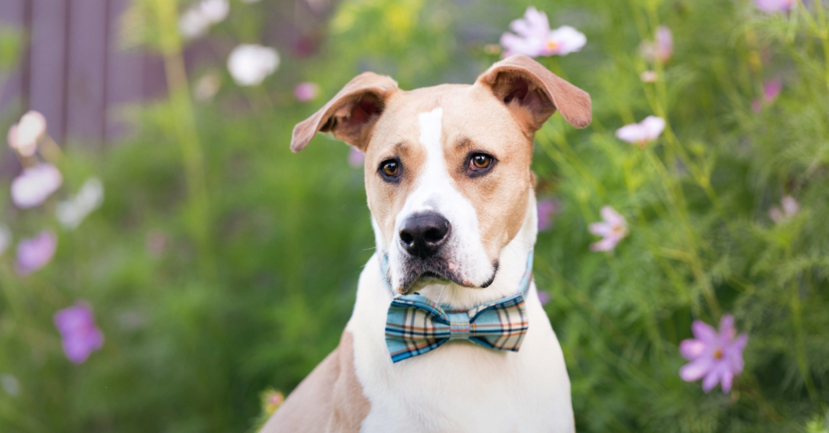 Cravate pour chien bleu motif de couleurs 