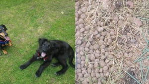 Illustration : Un femme évite le pire pour son chien qui s'apprêtait à manger des croquettes minées de vis rouillées