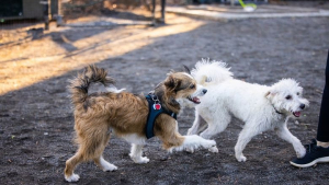 Illustration : En promenade dans un parc, ce couple ne s’attendait absolument pas à rencontrer le fils de leur chien