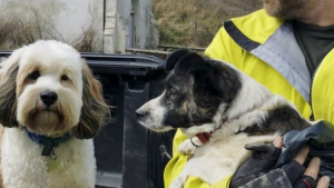 Illustration : Un chien retrouvé coincé dans des rochers sur une plage 3 jours après sa disparition