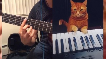 Illustration : Découvrez "Barney", le chat star des improvisations au piano (vidéo)