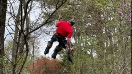 Illustration : Ce chat est resté coincé dans un arbre pendant 17 jours, au grand dam de sa propriétaire