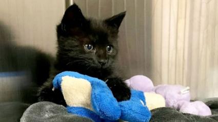 Illustration : Abandonné sur le bord de la route, ce chaton a subi une opération chirurgicale rare et risquée