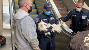 Illustration : Les agents de sécurité d’une gare alertés par les cris de douleur d’un chien, dont la patte s’est coincée dans le mécanisme de l’escalator