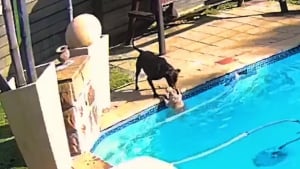 Illustration : Un chien fait tout pour récupérer son ami tombé dans la piscine (vidéo)