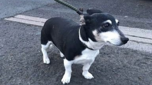 Illustration : "Une joggeuse tente de sauver une vieille femelle Jack Russell de la noyade"