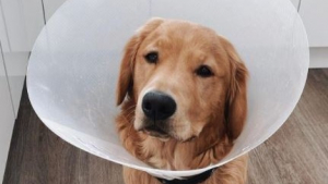 Illustration : Un Golden Retriever opéré d'urgence après avoir avalé des AirPods ! Sa propriétaire alerte sur les dangers des écouteurs d'Apple pour les chiens