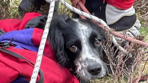 Illustration : Un chien fait une terrible chute de 90 mètres en montagne, les secouristes lancent une opération de 5 heures pour tenter de le récupérer (vidéo)