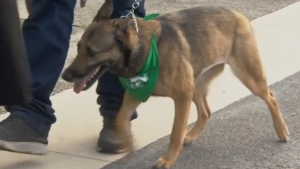 Illustration : Que devient Miracle, le Berger Allemand jeté d’un balcon et formé comme chien d’assistance ?