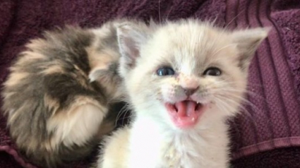 Illustration : La photo immortalisant la bonne humeur de ce chaton devient virale et redonne le sourire aux internautes !