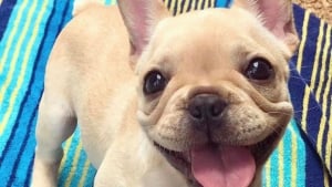 Illustration : 18 photos de chiens si expressifs qu’ils vous redonneront le sourire !