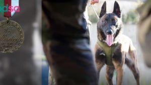 Illustration : "Leuk" : le 1er chien militaire français décoré à titre posthume par la prestigieuse médaille Dickin au Royaume-Uni