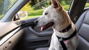 Illustration : Laissé seul dans la voiture de son maître, un chien surprend les passants en roulant librement pendant plusieurs minutes !