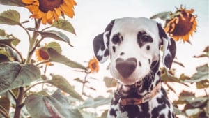 Illustration : 20 photos adorables d’un Dalmatien qui a le cœur sur le nez !