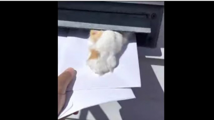 Illustration : Ce chat taquin amuse toujours le facteur en l’empêchant de livrer le courrier ! (Vidéo)