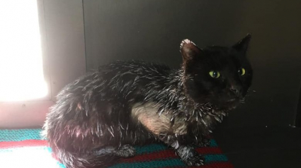 Illustration : Des bénévoles tentent de secourir un chat errant effrayé et mystérieusement recouvert de peinture