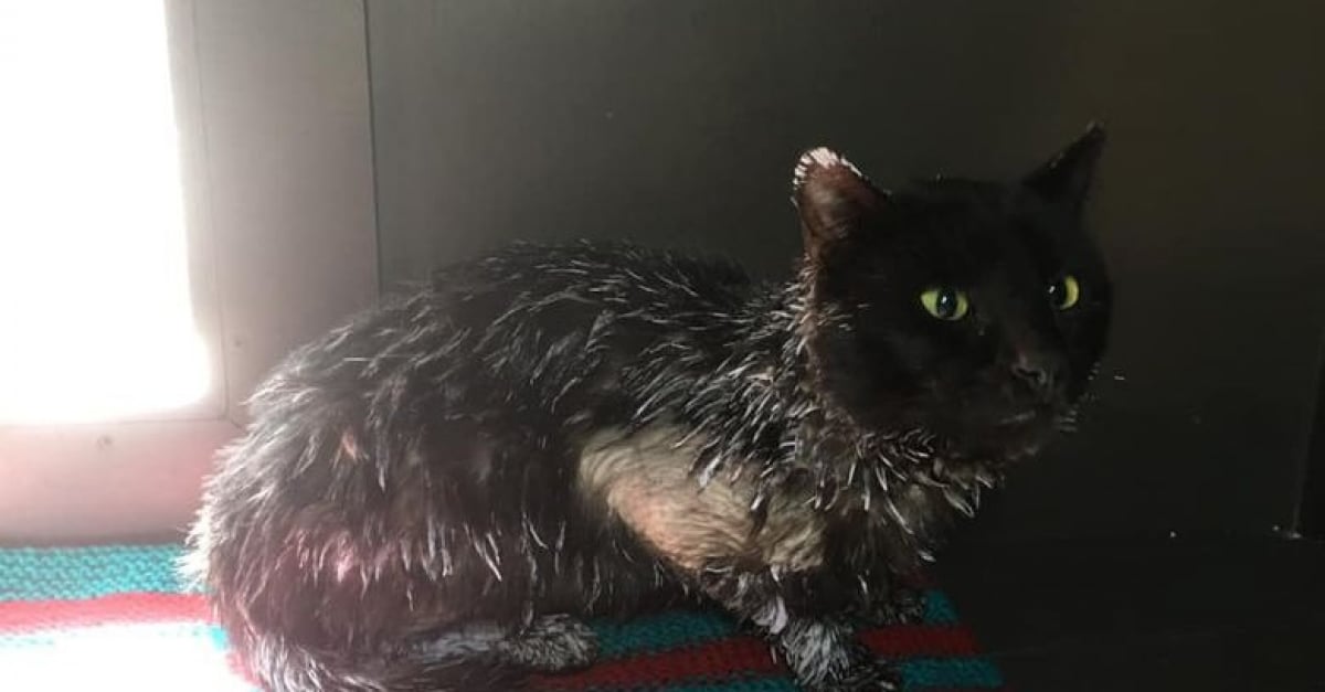 Des Bénévoles Tentent De Secourir Un Chat Errant Effrayé Et ...