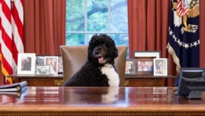 Illustration : Bo, le célèbre chien des Obama, est décédé. La famille de l’ancien président américain lui rend hommage