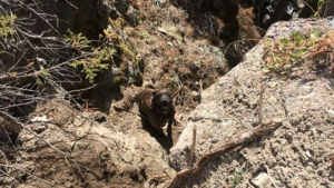 Illustration : Des pompiers lancent une opération risquée pour essayer de récupérer un chien coincé sur une falaise de 30 mètres