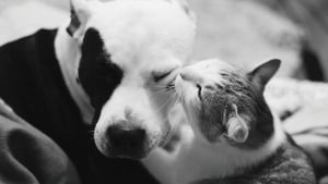 Illustration : 16 photos immortalisant la tendre amitié entre un American Staffordshire Terrier et des chats