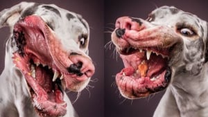 Illustration : 18 photos étonnantes de chiens essayant d’attraper de la nourriture en plein vol