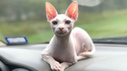 Illustration : 18 photos de chats Sphynx qui gagneront votre cœur 