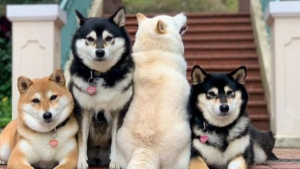 Illustration : 20 photos de groupe amusantes sabotées par un Shiba Inu qui ne tient pas en place 