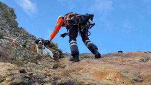 Illustration : Un chien tombe d’une falaise de 10 mètres. Pour le sauver, ses propriétaires contactent la Garde côtière (vidéo)