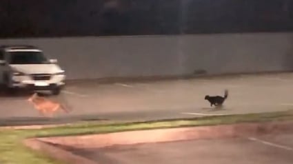 Illustration : La vidéo surprenante d’un chat intrépide chassant un coyote d’un parking