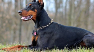 Illustration : L'intervention héroïque d'un chien qui sauve sa petite propriétaire de 12 ans pourchassée par un homme en camionnette !