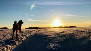 Illustration : 20 belles photos d’un Akita Inu féru de randonnée