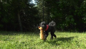 Illustration : Elle roule accidentellement sur son chien, qui disparaît pendant 24 longues heures