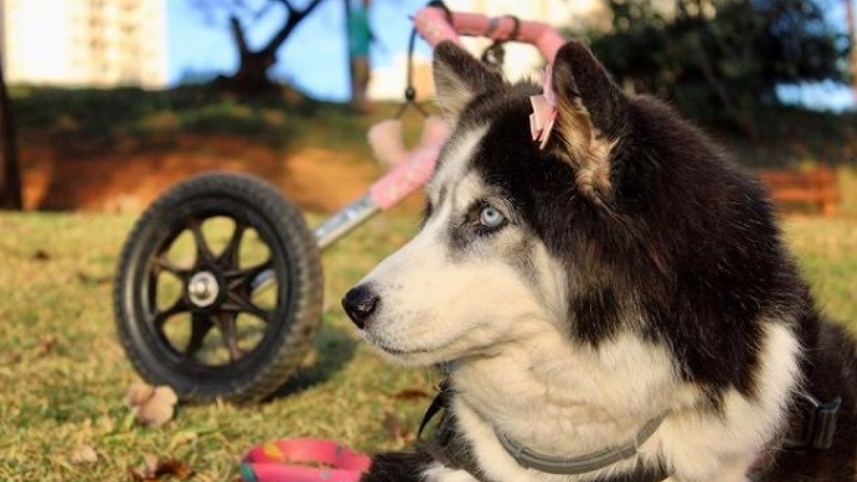 Illustration : "11 photos d’une chienne handicapée profitant de la vie"