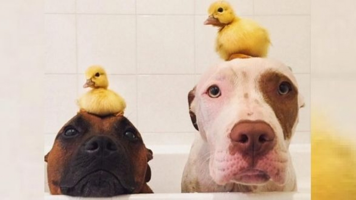 Illustration : "7 photos de chiens devenus meilleurs amis avec des canetons"