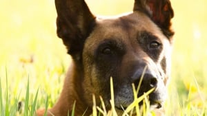 Illustration : Le chien des gendarmes retrouve un sexagénaire s’étant égaré la veille lors d’une promenade