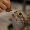 Illustration : Qu’est-ce que le Raw Feeding pour chat ?