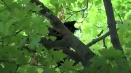 Illustration : Un homme passe la nuit sous la pluie au pied de l’arbre où son chat restait coincé, attendant désespérément l’arrivée des secours