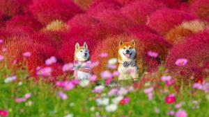 Illustration : 19 photos d’un Shiba Inu haut en couleur au milieu des fleurs