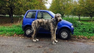 Illustration : 20 photos d’Irish Wolfhounds qui vous impressionneront par leur taille