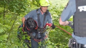 Illustration : Les pompiers au secours d’un chien victime d’une chute de 60 mètres en pleine forêt