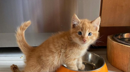 Illustration : Un chaton aux pattes tordues subit une opération chirurgicale délicate pour pouvoir marcher normalement