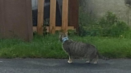 Illustration : Des habitants se mobilisent pour sauver un insaisissable chat errant à la tête coincée dans une boîte de thon