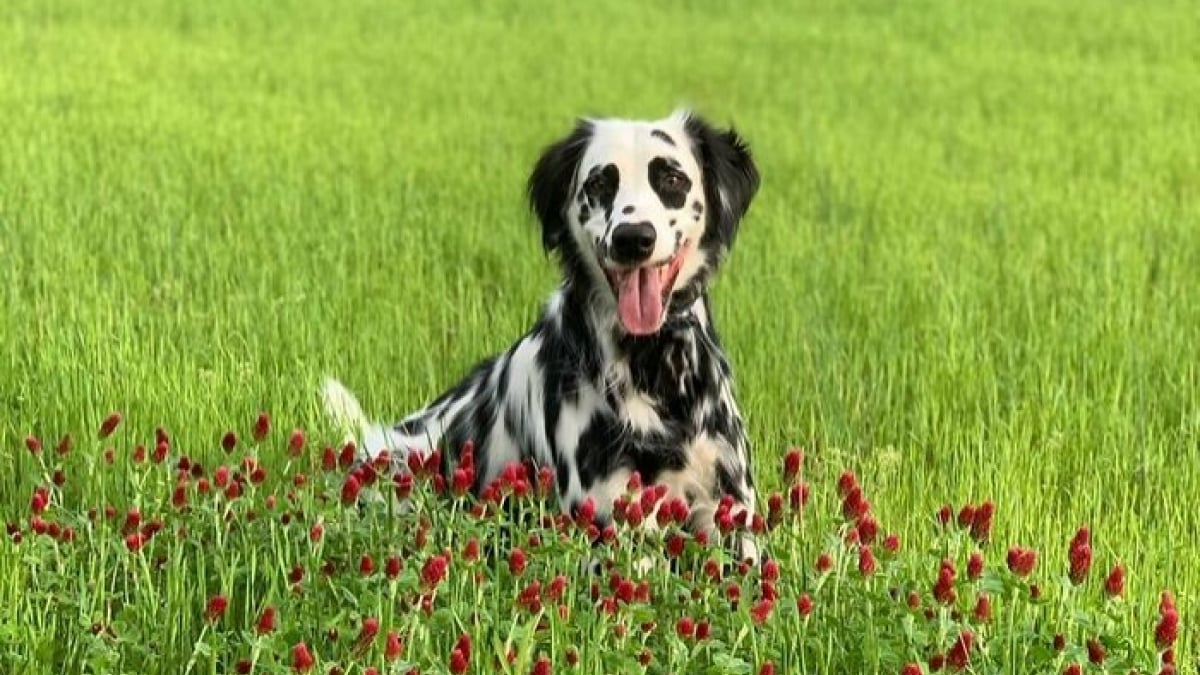 Illustration : "17 photos d’un rare et magnifique Dalmatien à poils longs"