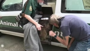 Illustration : Un lycée évacue ses élèves après avoir vu un lynx rôder, qui se révèle en fait être un chat domestique